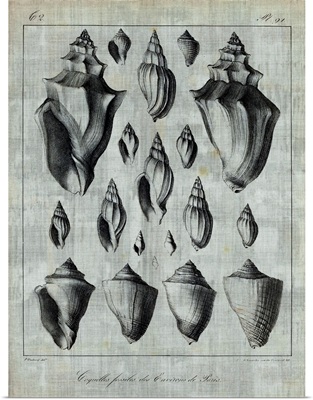Shell Fossil Collection 6