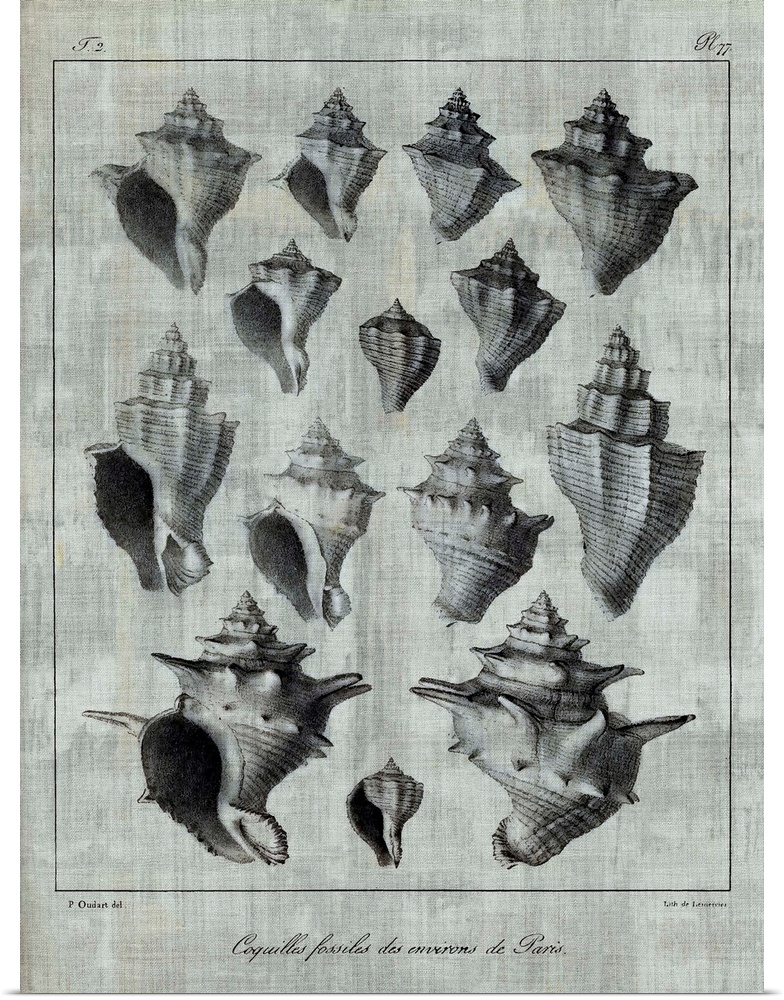 Seashell illustrations on textured linen.