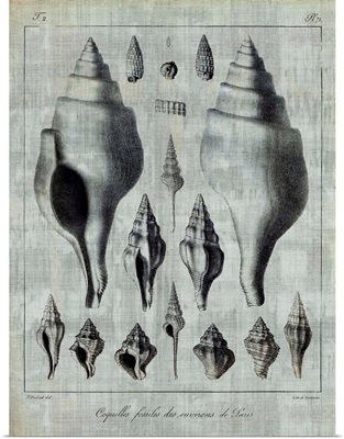 Shell Fossil Collection 9