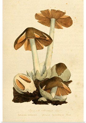English Fungi 1700s - Chlorophyllum Rhacodes