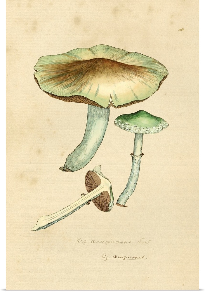English Fungi 1700s - Lacrymaria Lacrymabunda