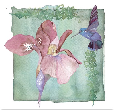 Hummingbird and Flower - Iris
