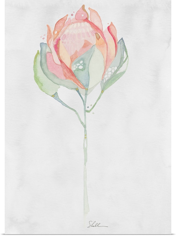 Hand Painted watercolor painting of a King Protea flower with watercolor background