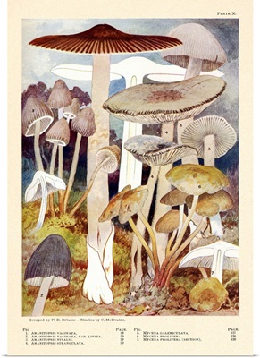 Toadstools And Mushrooms - Plate X