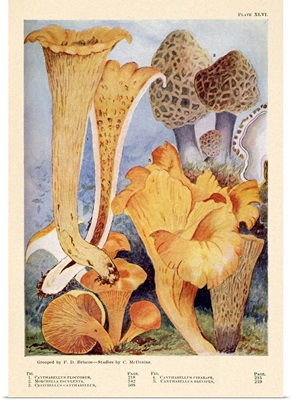 Toadstools And Mushrooms - Plate XLVI