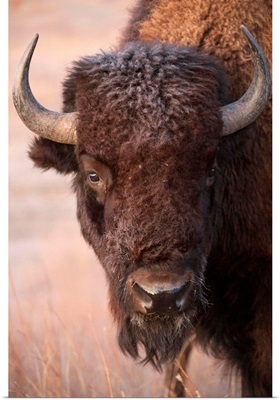 A bison, on a ranch near Valentine, Nebraska