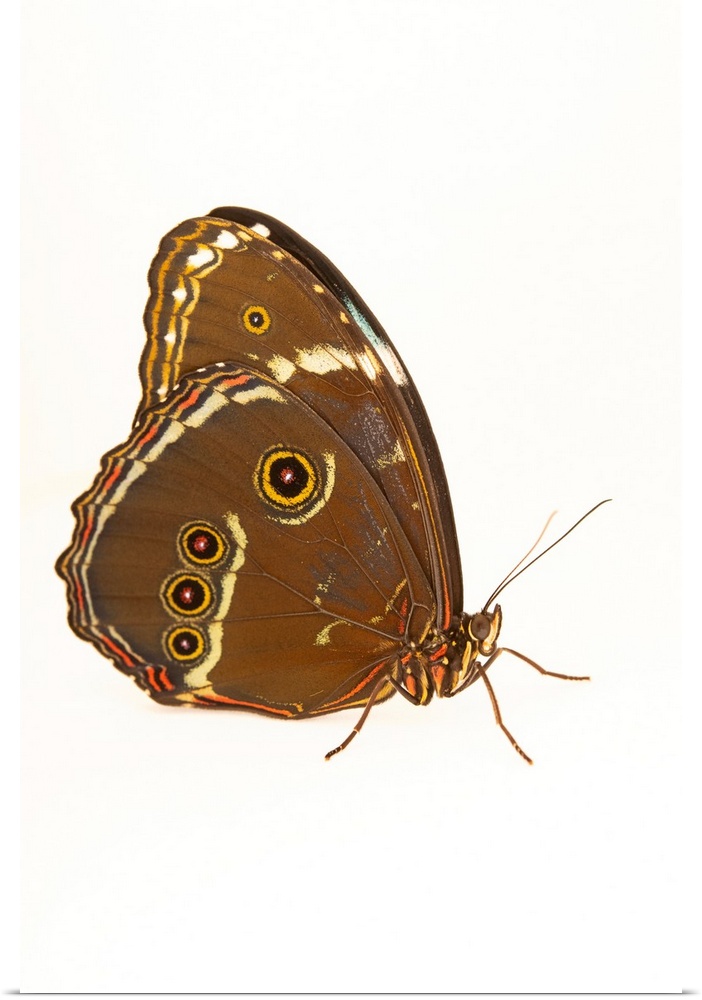 A blue-banded morpho (Morpho achilles) at the Pilpintuwasi Butterfly Farm and Amazon Animal Orphanage.