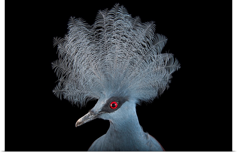 A Blue Crowned pigeon (Goura cristata) at Omaha's Henry Doorly Zoo, Omaha, NE.