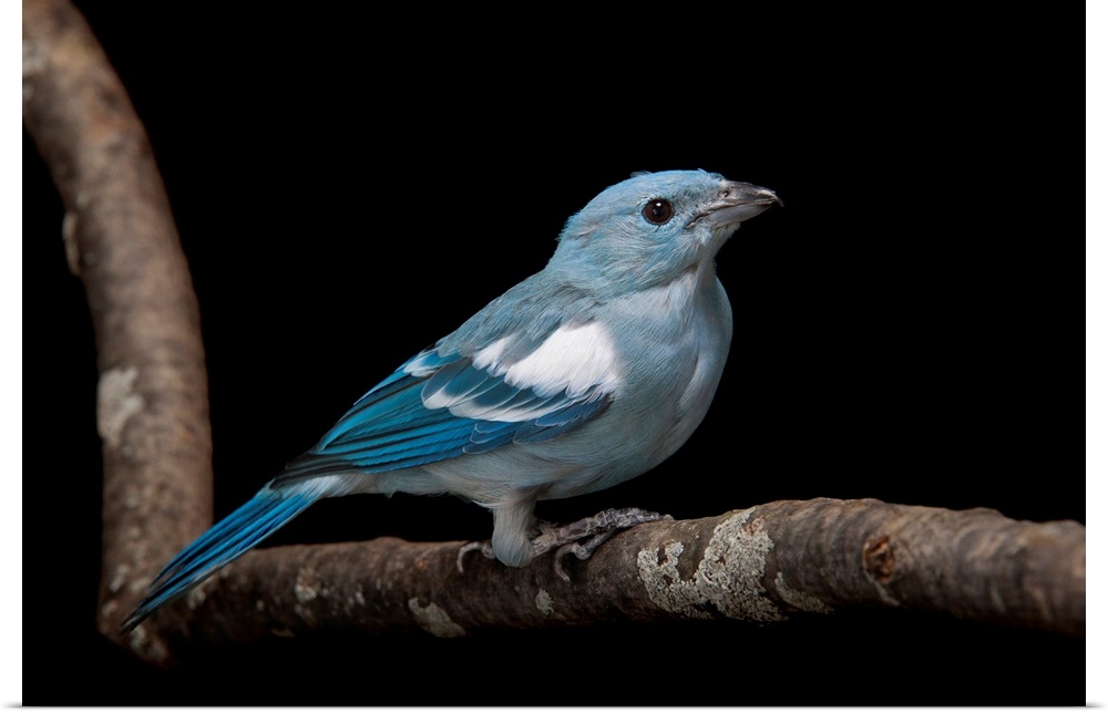 A blue-grey tanager, Thraupis episcopus at Miller Park Zoo.