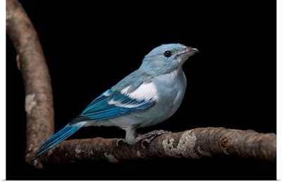 A blue-grey tanager, Thraupis episcopus, at the Miller Park Zoo