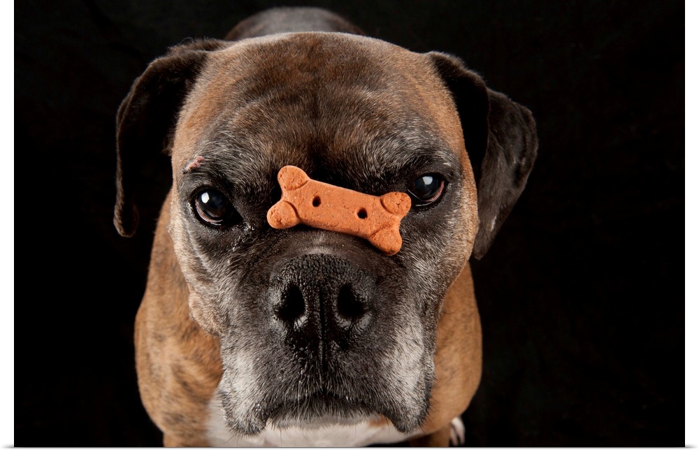 A boxer named Toto balances a treat on his nose.