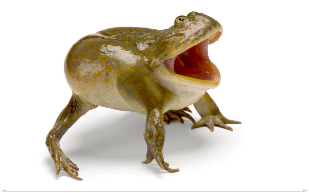 A budgettis frog (Lepidobatrachus laevis) at the Baltimore Aquarium.