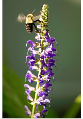 A bumblebee hovers around purple salvia flowers