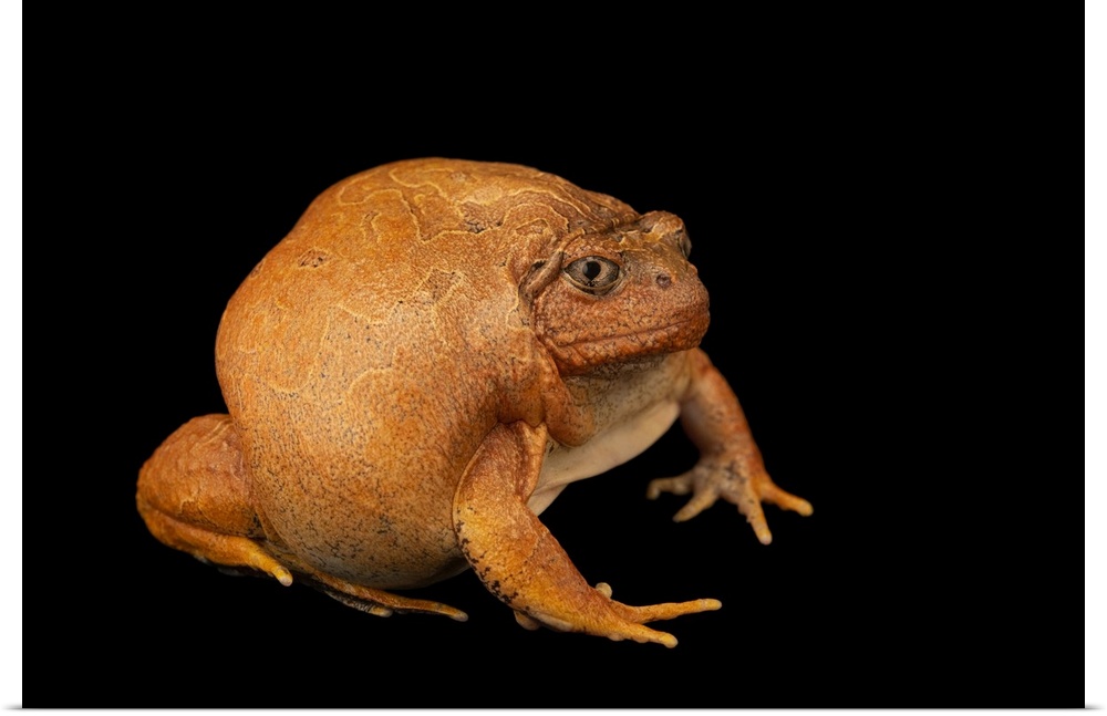 A Burmese squat frog (Glyphoglossus guttulatus) at the Berlin Zoological Garden in Berlin, Germany.