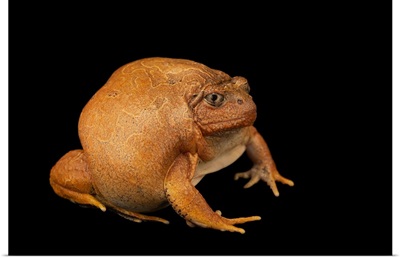 A Burmese Squat Frog At The Berlin Zoological Garden, Germany