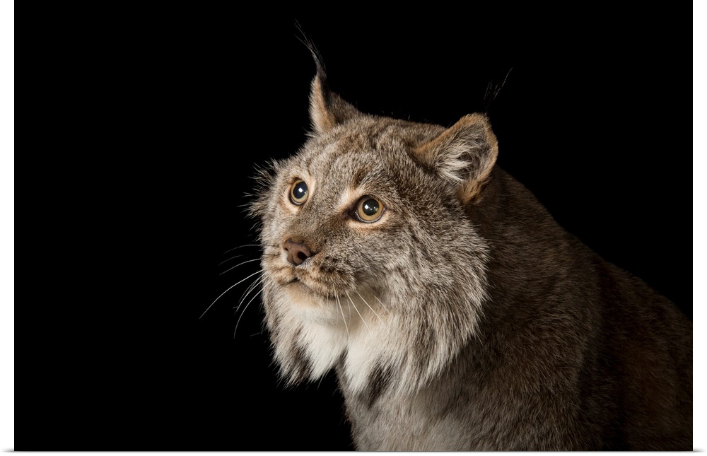 A Canada lynx, Lynx canadensis.