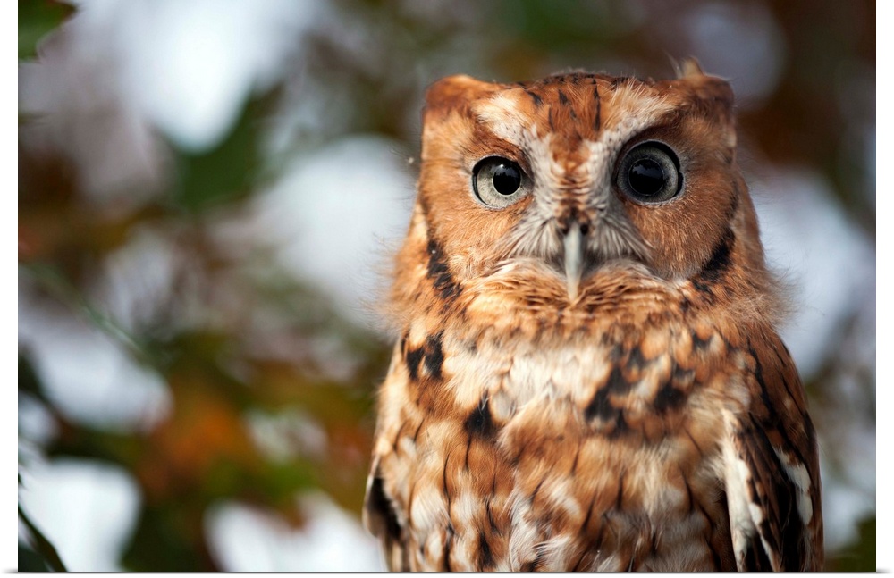 A captive eastern screech owl, Megascops asio, at Ryerson Woods.