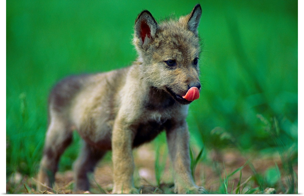 Horizontal photograph from the National Geographic Collection of a tiny, gray wolf cub licking its nose as it stands in th...