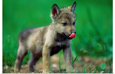 A captive gray wolf licks his nose, Rapid City, South Dakota