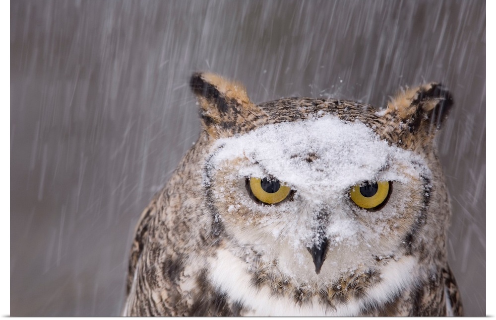 Portraits of Oberon, a captive great horned owl (Bubo virginianus) in the snow at a raptor recovery center near Gibbon, NE.