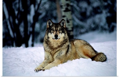 A captive grey wolf, Canis lupus, in the snow