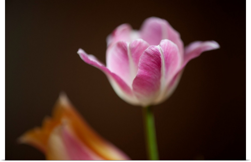 A close-up of tulips.