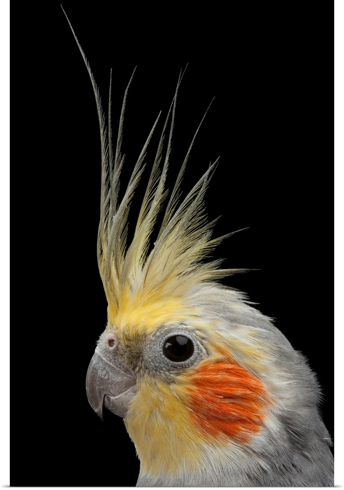 A close view of the head of a cockatiel, Nymphicus hollandicus.