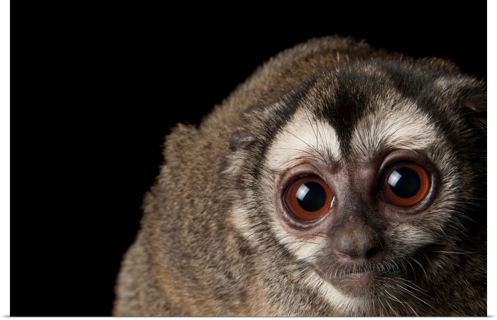 A Colombian night monkey, Aotus lemurinus, at the Houston Zoo.