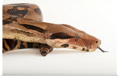 A common northern boa, Boa constrictor imperator, at the Fort Worth Zoo