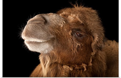 A critically endangered Bactrian camel, at the Lincoln Children's Zoo