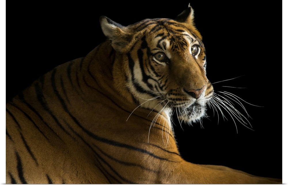 A critically endangered, female South China tiger, Panthera tigris amoyensis, at the Suzhou Zoo in China. This is a specie...