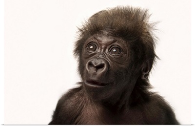 A critically endangered, six-week-old, female, baby gorilla at the Cincinnati Zoo
