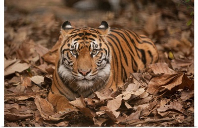 A critically-endangered Sumatran tiger at Zoo Atlanta