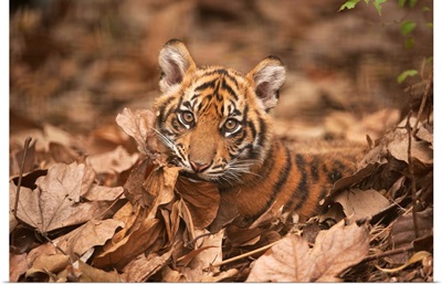A critically-endangered Sumatran tiger cub at Zoo Atlanta