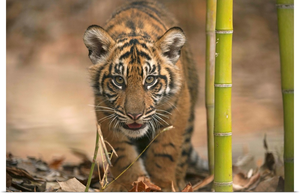 A critically-endangered Sumatran tiger cub, Panthera tigris sumatrae, at Zoo Atlanta.