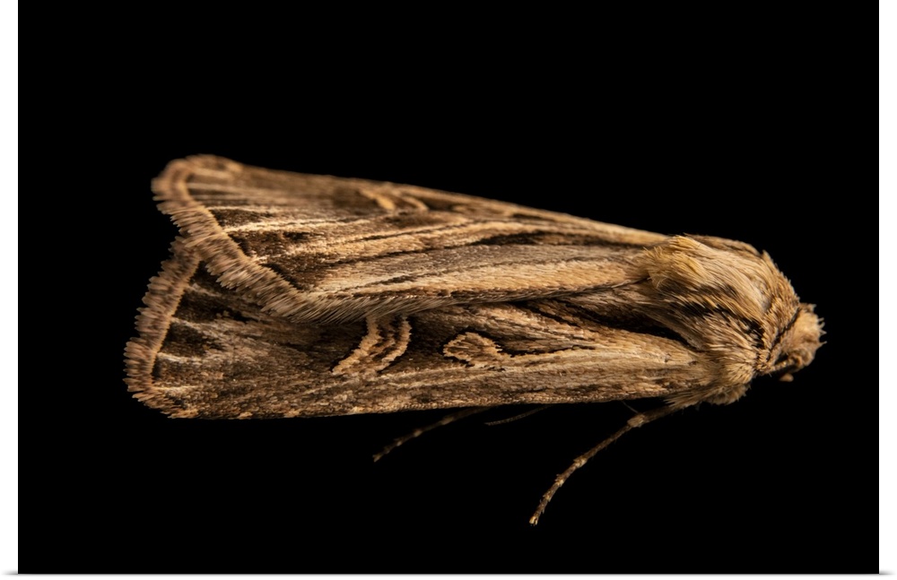 A cutworm moth (Dichagyris longidens), owlet moth family Noctuidae, cutworm or dart moth subfamily Noctuinae. Rediscovered...