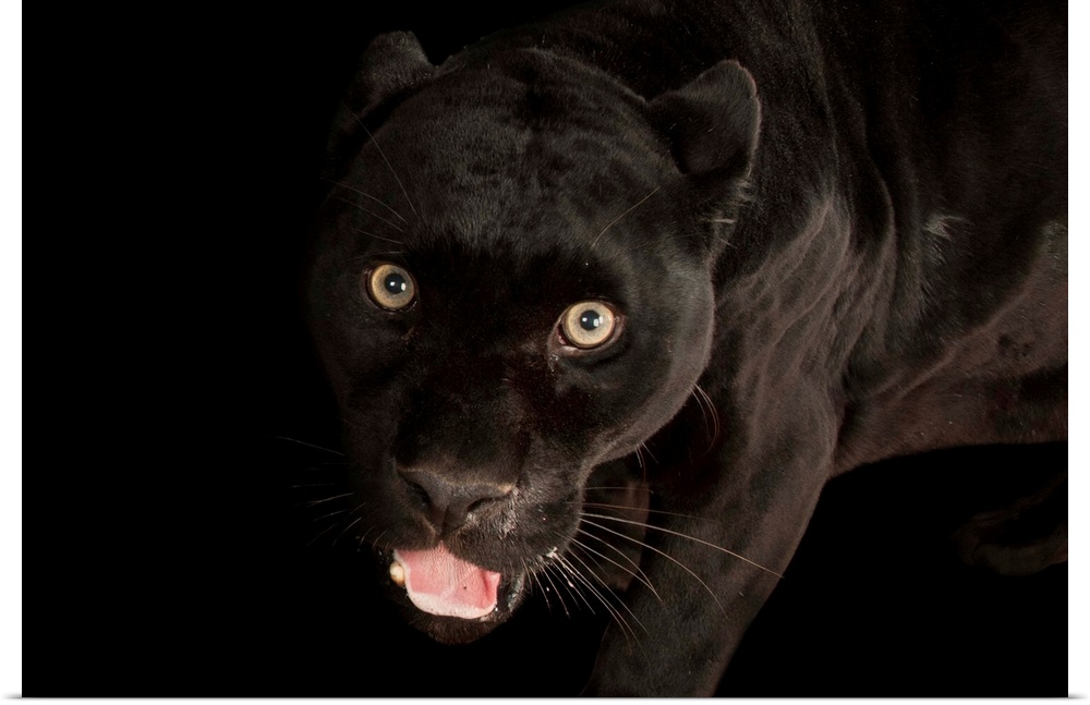 A federally endangered black jaguar, Panthera onca, at the Henry Doorly Zoo.
