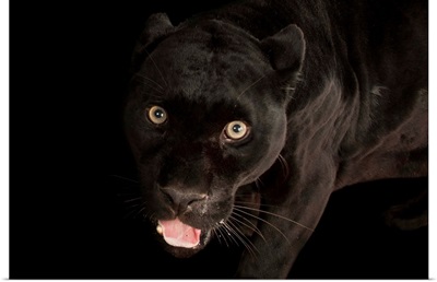 A federally endangered black jaguar, Panthera onca, at the Henry Doorly Zoo