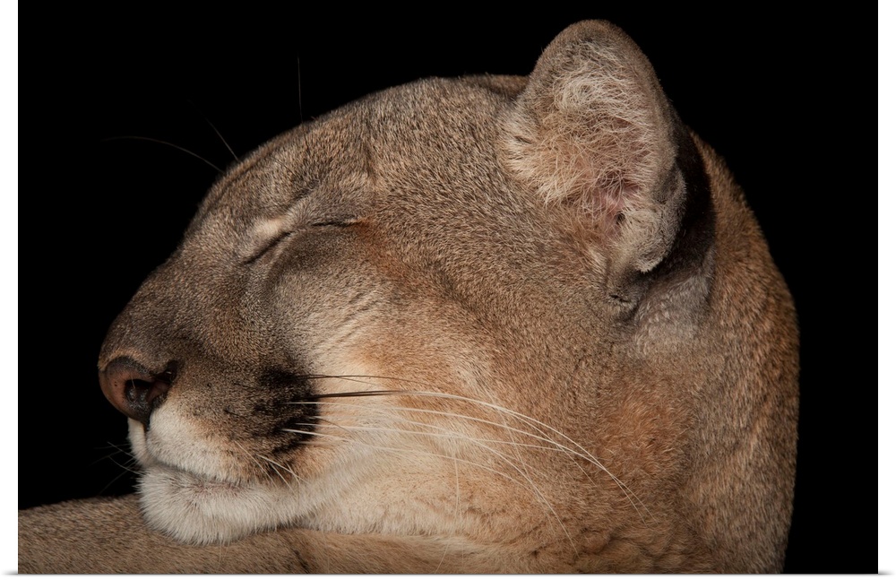 A Florida panther named Lucy at Tampa's Lowry Park Zoo.