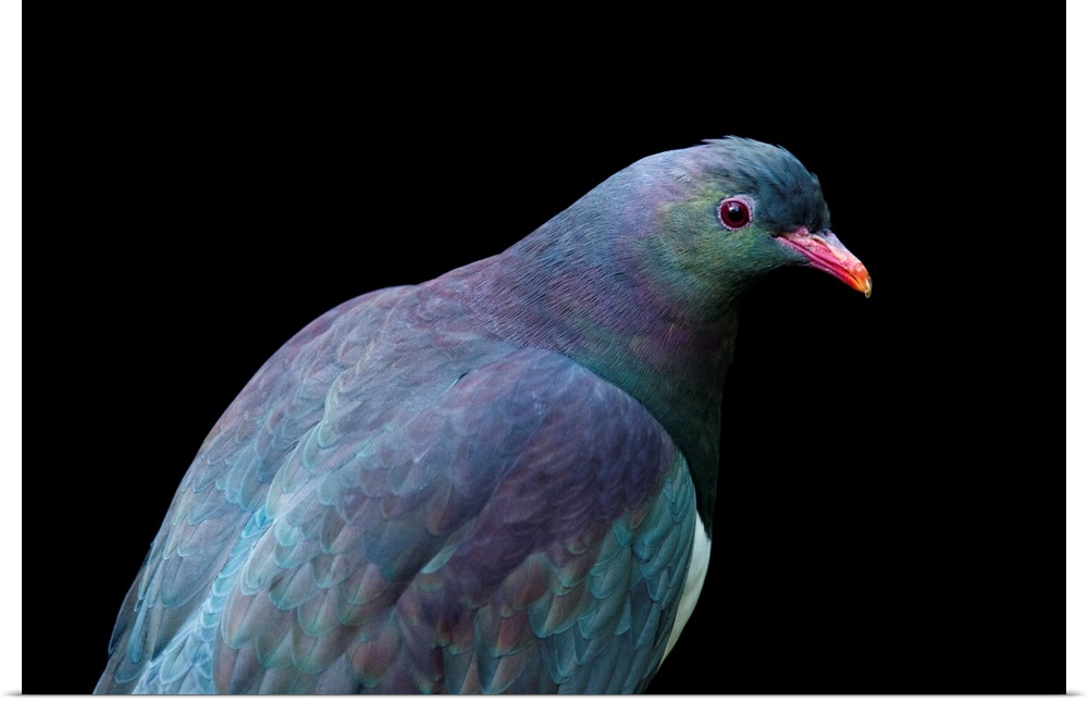 A federally endangered New Zealand pigeon, Hemiphaga novaeseelandiae, at the Auckland Zoo.