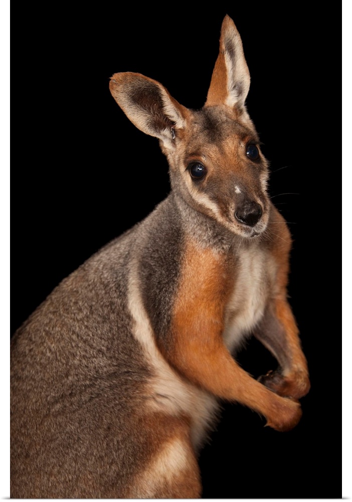 A federally endangered yellow-footed rock wallaby, Petrogale xanthopus.