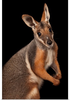 A federally endangered yellow-footed rock wallaby, Petrogale xanthopus