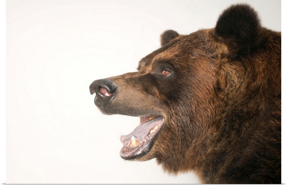 A federally threatened grizzly bear, Ursus arctos horribilis.