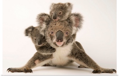 A federally threatened koala with her offspring, one of which is adopted