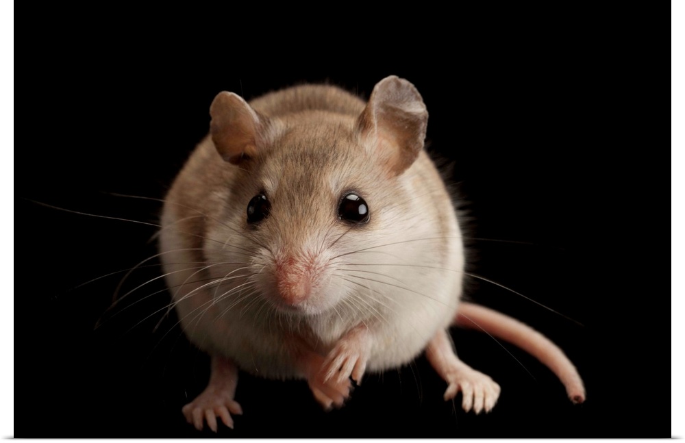 A female Alabama beach mouse, Peromyscus polionotus ammobates.