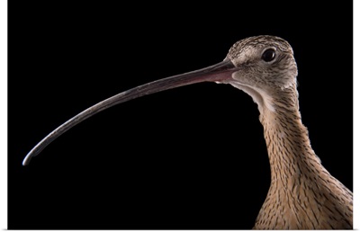 A female long billed curlew, Numenius americanus, at the Tracy Aviary