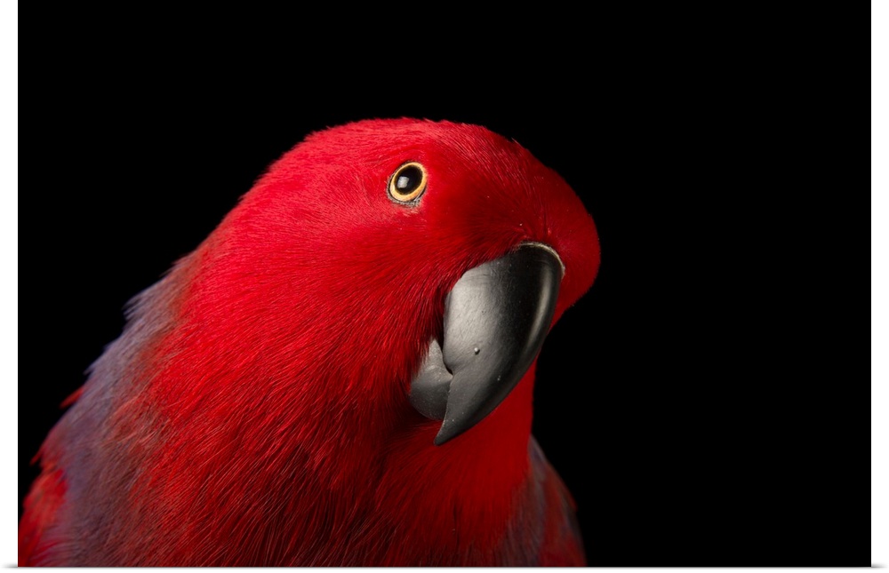 A female Northern eclectus parrot, Eclectus roratus vosmaeri, at the Palm Beach Zoo. It is unusual in the parrot family fo...