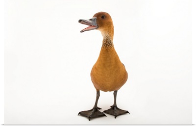 A fulvous whistling duck, Dendrocygna bicolor