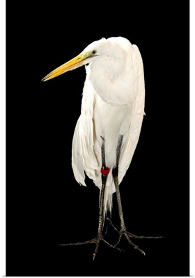 A great egret, Ardea alba