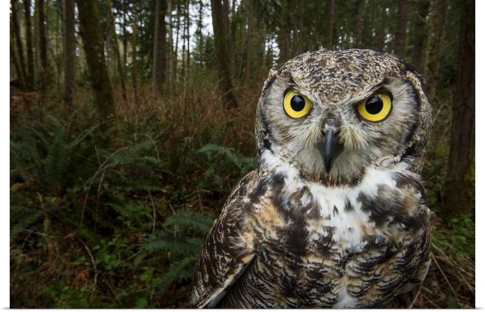 A great horned owl at Northwest Trek Wildlife Park in Eatonville, Washington.